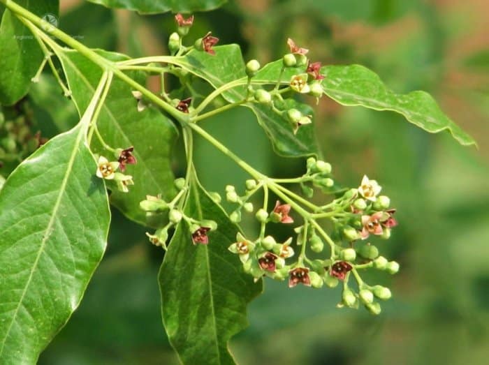 Flora di Wilayah Indonesia Timur Flora di Wilayah Indonesia Timur