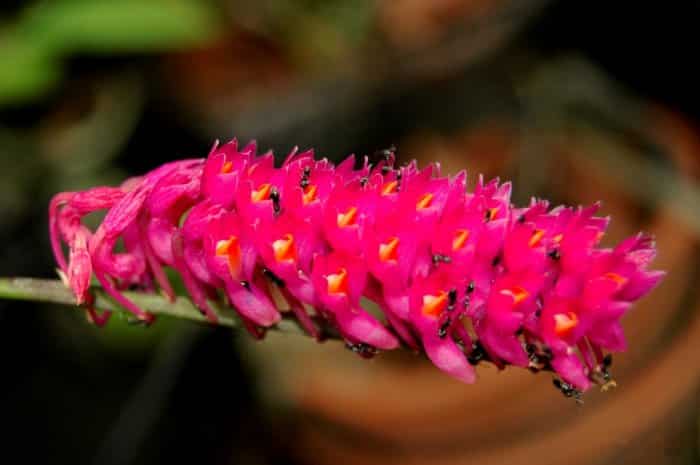 Flora di Wilayah Indonesia Tengah