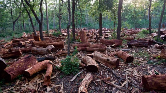 Penebangan dan pembakaran hutan