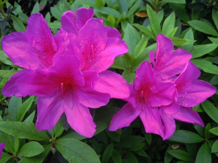 Gambar Bunga Azalea