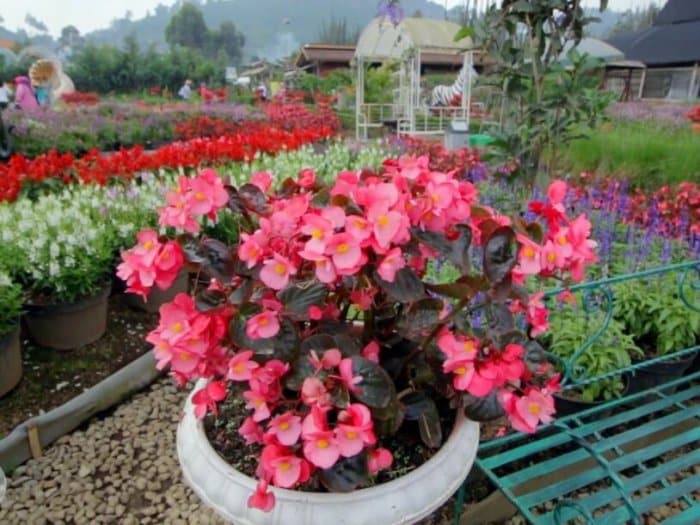 Gambar Bunga Begonia