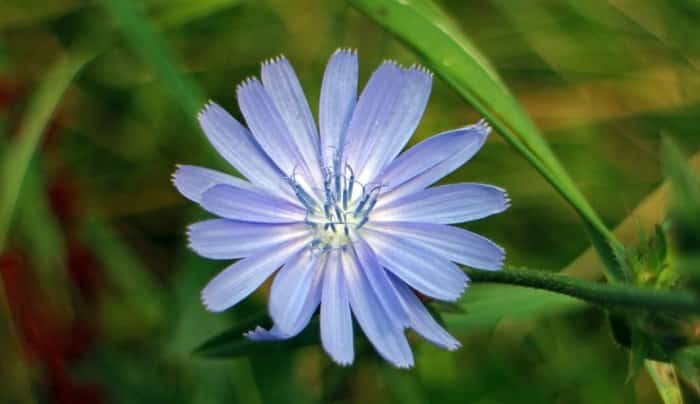 Gambar Bunga Chicory