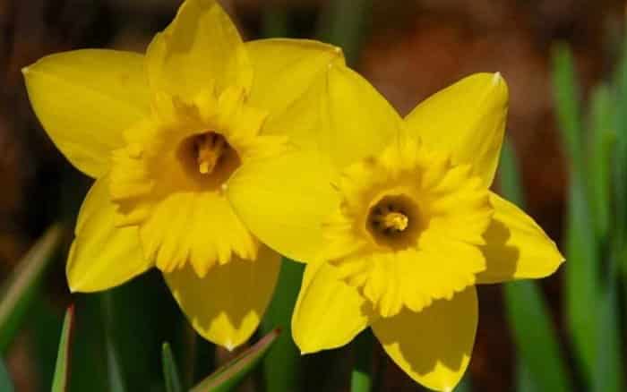 Gambar Bunga Daffodil