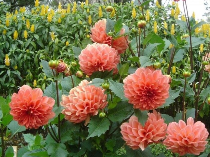 Gambar Bunga Dahlia