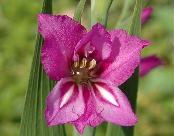 Gambar Bunga Gladiol
