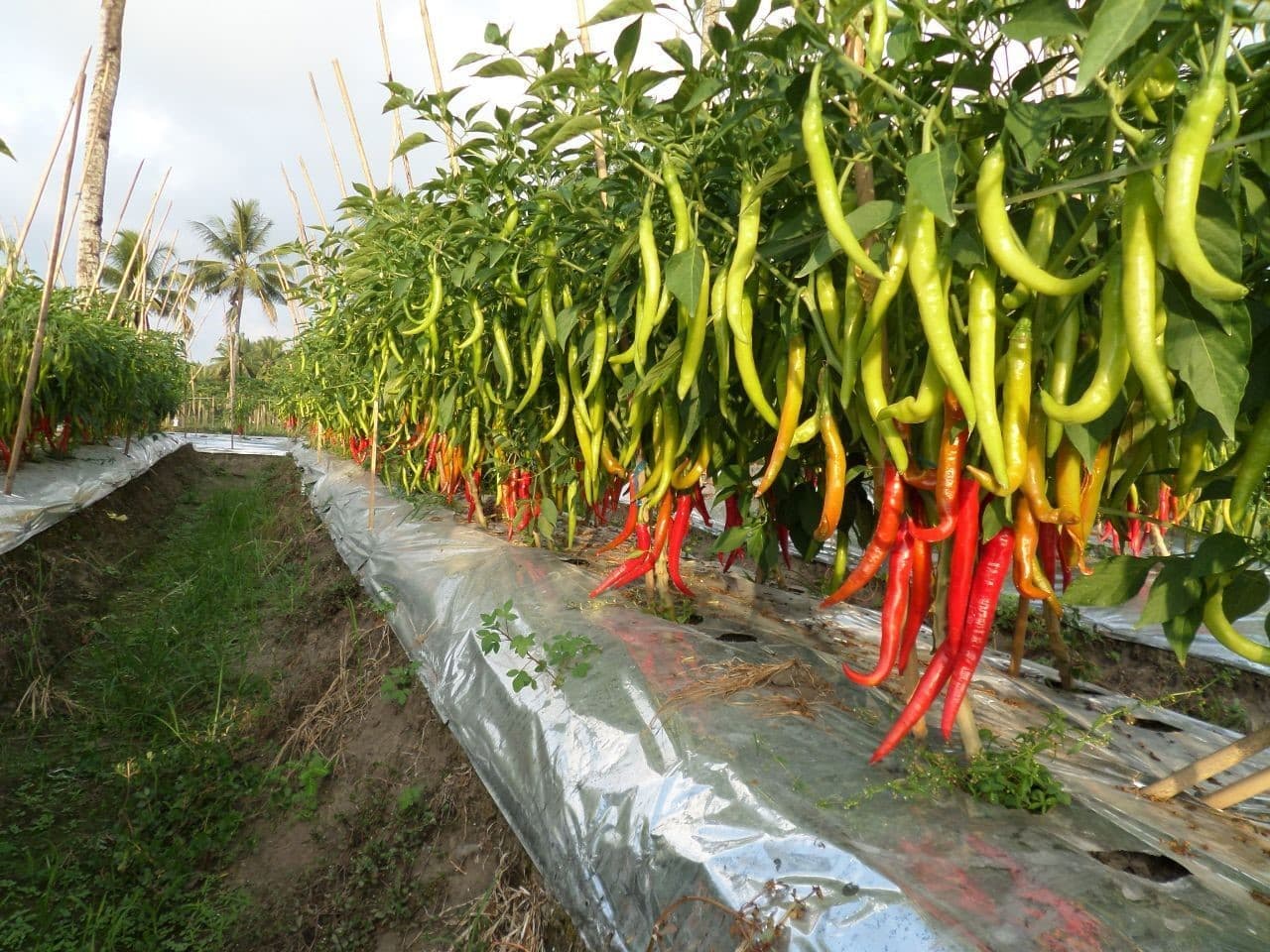 Tumpang Sari Yang Cocok Untuk Tanaman Cabe Meningkatkan Hasil Panen