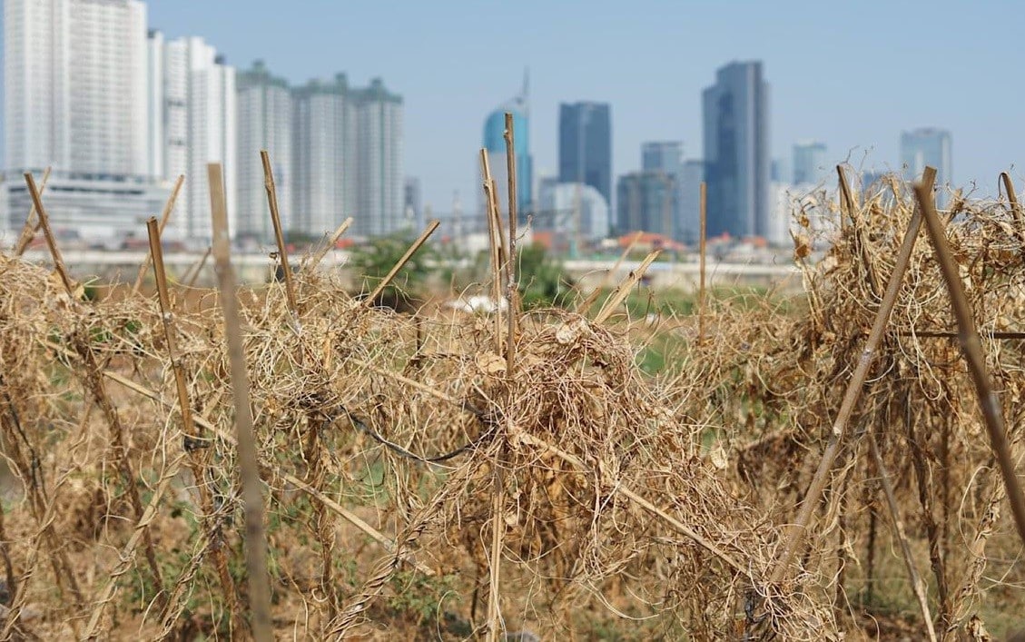 8 Cara Menanam Ubi Kayu Raksasa Sangat Menjanjikan Keuntungannya