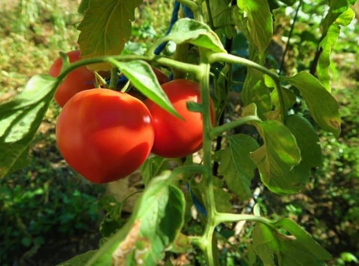 Tanaman Tomat Sejarah Klasifikasi Morfologi Jenis Jenis Dan