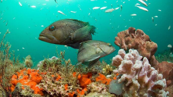 Unduh 670 Gambar Ekosistem Laut Dalam Terbaru HD