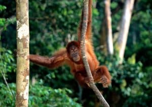 Cerita kera Menjadi Raja Hutan - Thegorbalsla