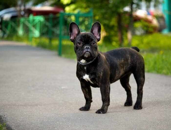  Anjing merupakan hewan mamalia yang merupakan hasil domestikasi dari serigala Canis lupus 35 Jenis Anjing Paling Populer di Dunia (Lucu, Setia, Pintar)