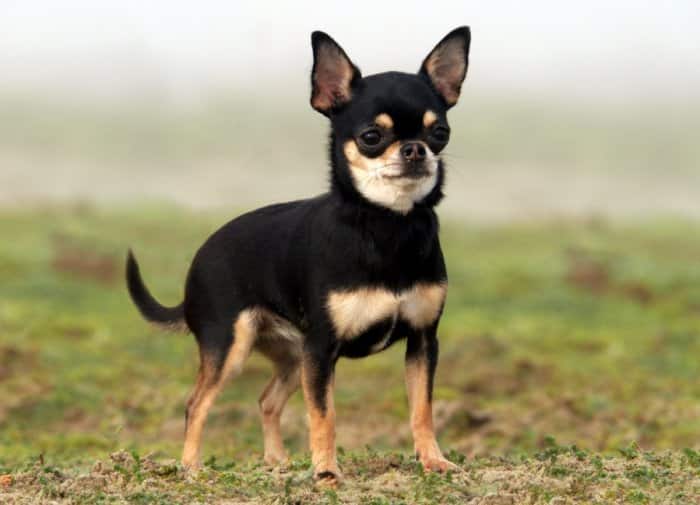 Jenis Anjing Chihuahua