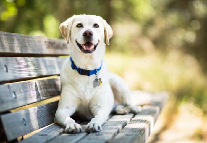  Anjing merupakan hewan mamalia yang merupakan hasil domestikasi dari serigala Canis lupus 35 Jenis Anjing Paling Populer di Dunia (Lucu, Setia, Pintar)