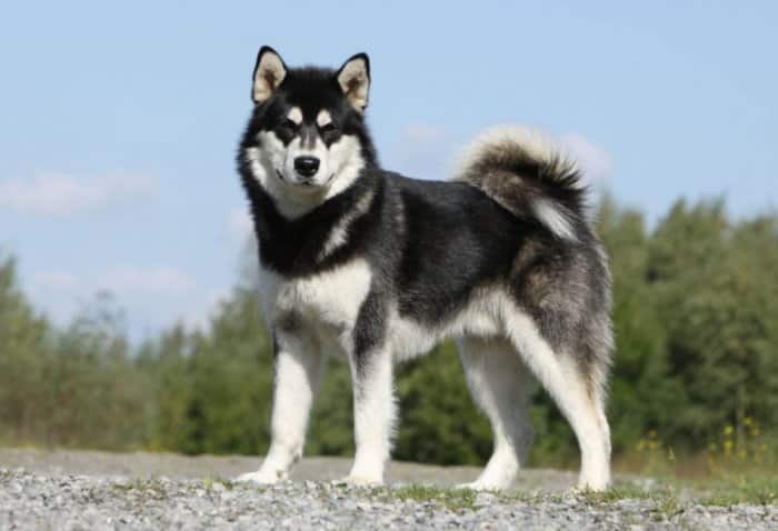 Jenis Anjing Malamut Alaska