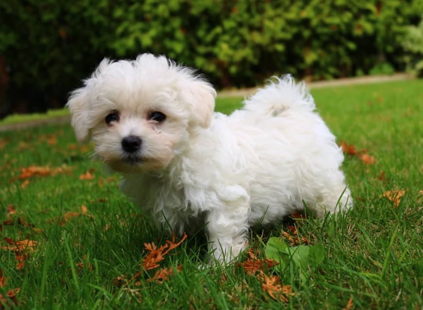  Jenis Anjing  Maltese Thegorbalsla