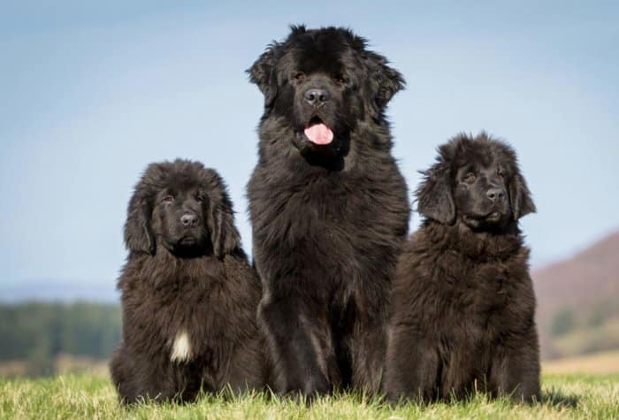  Anjing merupakan hewan mamalia yang merupakan hasil domestikasi dari serigala Canis lupus 35 Jenis Anjing Paling Populer di Dunia (Lucu, Setia, Pintar)