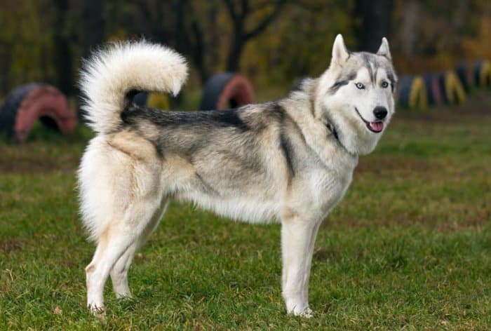 Jenis Anjing Siberian Husky