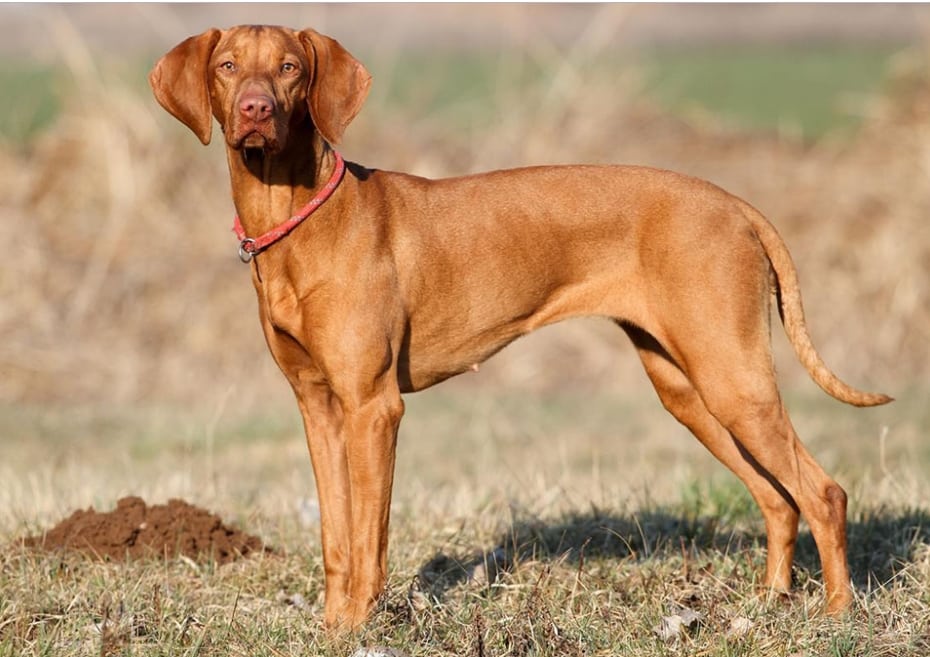 Jenis Anjing Viszla Thegorbalsla
