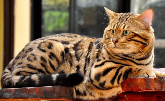 Jenis Kucing Bengal