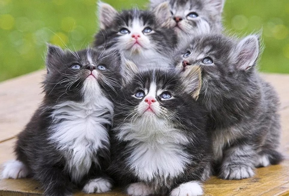 Kucing Persia - Thegorbalsla