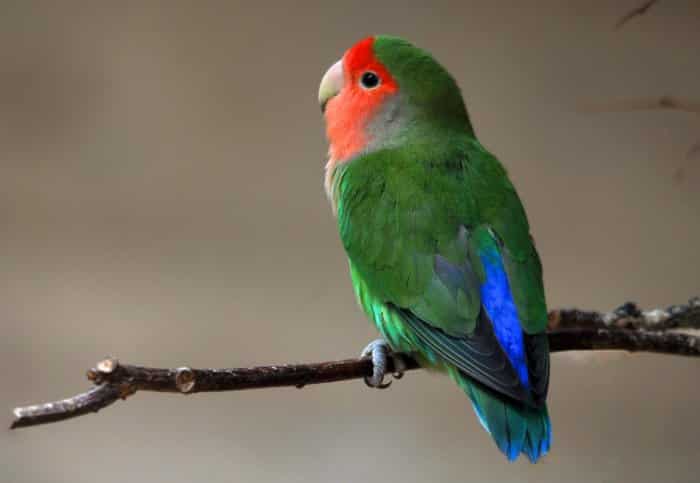  Lovebird atau burung cinta merupakan jenis burung beo atau nuri yang termasuk dalam genus 30 Jenis Lovebird Tercantik di Dunia, Pecinta Burung Wajib Lihat !