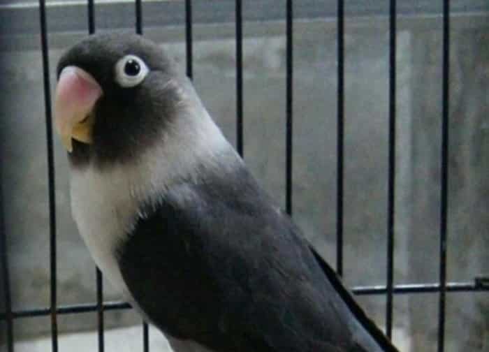  Lovebird atau burung cinta merupakan jenis burung beo atau nuri yang termasuk dalam genus 30 Jenis Lovebird Tercantik di Dunia, Pecinta Burung Wajib Lihat !