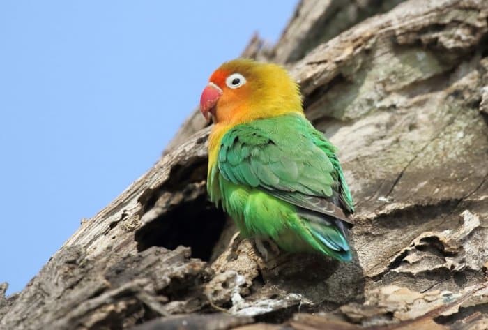  Lovebird atau burung cinta merupakan jenis burung beo atau nuri yang termasuk dalam genus 30 Jenis Lovebird Tercantik di Dunia, Pecinta Burung Wajib Lihat !