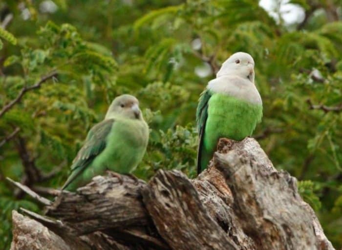  Lovebird atau burung cinta merupakan jenis burung beo atau nuri yang termasuk dalam genus 30 Jenis Lovebird Tercantik di Dunia, Pecinta Burung Wajib Lihat !