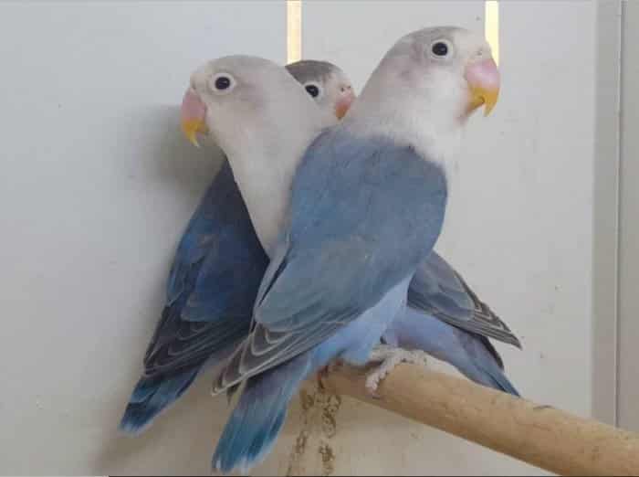  Lovebird atau burung cinta merupakan jenis burung beo atau nuri yang termasuk dalam genus 30 Jenis Lovebird Tercantik di Dunia, Pecinta Burung Wajib Lihat !