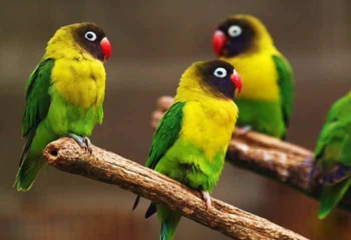  Lovebird atau burung cinta merupakan jenis burung beo atau nuri yang termasuk dalam genus 30 Jenis Lovebird Tercantik di Dunia, Pecinta Burung Wajib Lihat !