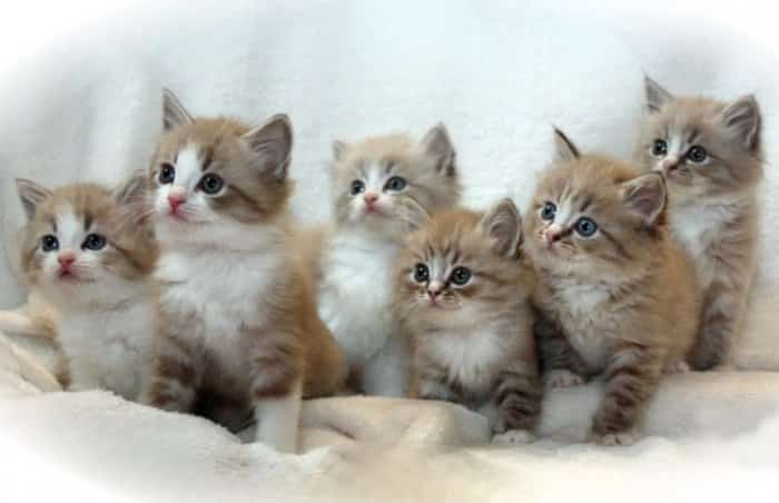 30 Jenis Kucing Paling Populer di Dunia (Lucu, Pintar, Comel)