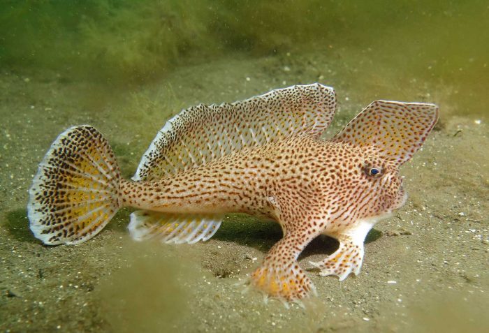  Ikan merupakan salah satu hewan yang memiliki banyak spesies di dalamnya 30 Jenis Ikan Hias Air Tawar dan Laut yang Terpopuler di Dunia !