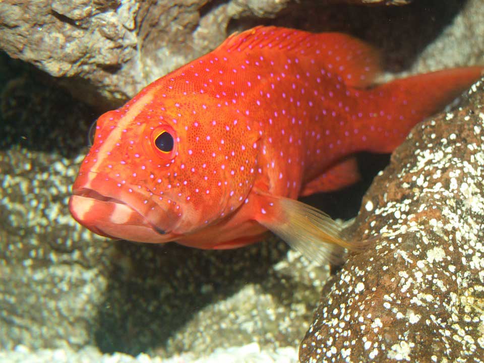 Ikan-Kerapu - Thegorbalsla