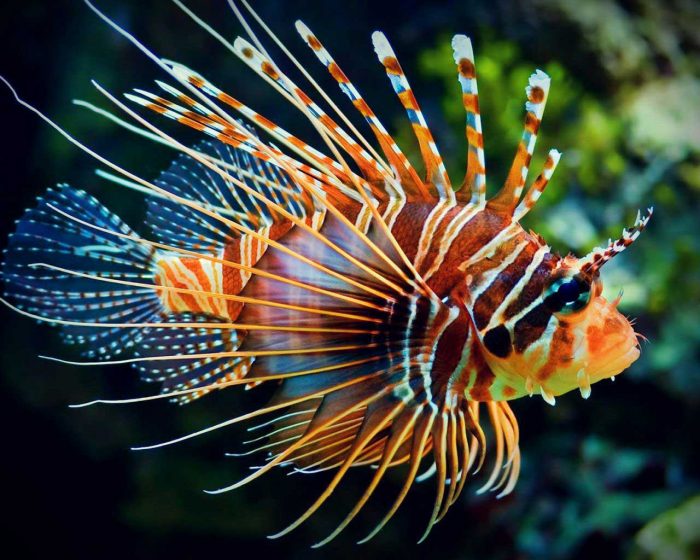  Ikan merupakan salah satu hewan yang memiliki banyak spesies di dalamnya 30 Jenis Ikan Hias Air Tawar dan Laut yang Terpopuler di Dunia !