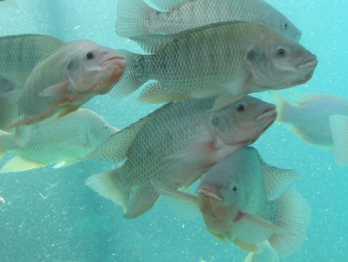  Ikan merupakan salah satu hewan yang memiliki banyak spesies di dalamnya 30 Jenis Ikan Hias Air Tawar dan Laut yang Terpopuler di Dunia !