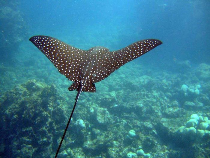  Ikan merupakan salah satu hewan yang memiliki banyak spesies di dalamnya 30 Jenis Ikan Hias Air Tawar dan Laut yang Terpopuler di Dunia !