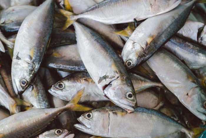 30 Jenis  Ikan  Hias Air Tawar dan Laut  yang Terpopuler di 