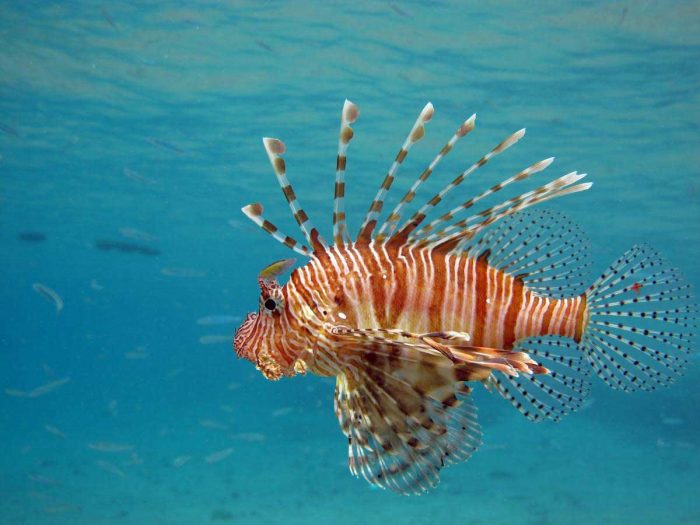  Ikan merupakan salah satu hewan yang memiliki banyak spesies di dalamnya 30 Jenis Ikan Hias Air Tawar dan Laut yang Terpopuler di Dunia !