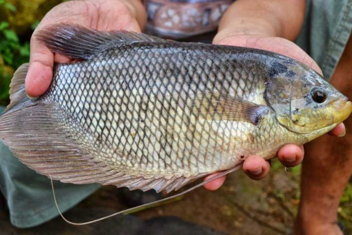 102+ Sebutkan Jenis Ikan Konsumsi Air Laut Gratis Terbaik