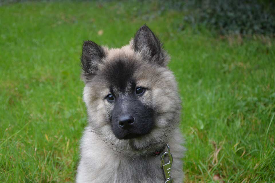 Anjing Norwegian Elkhound Thegorbalsla