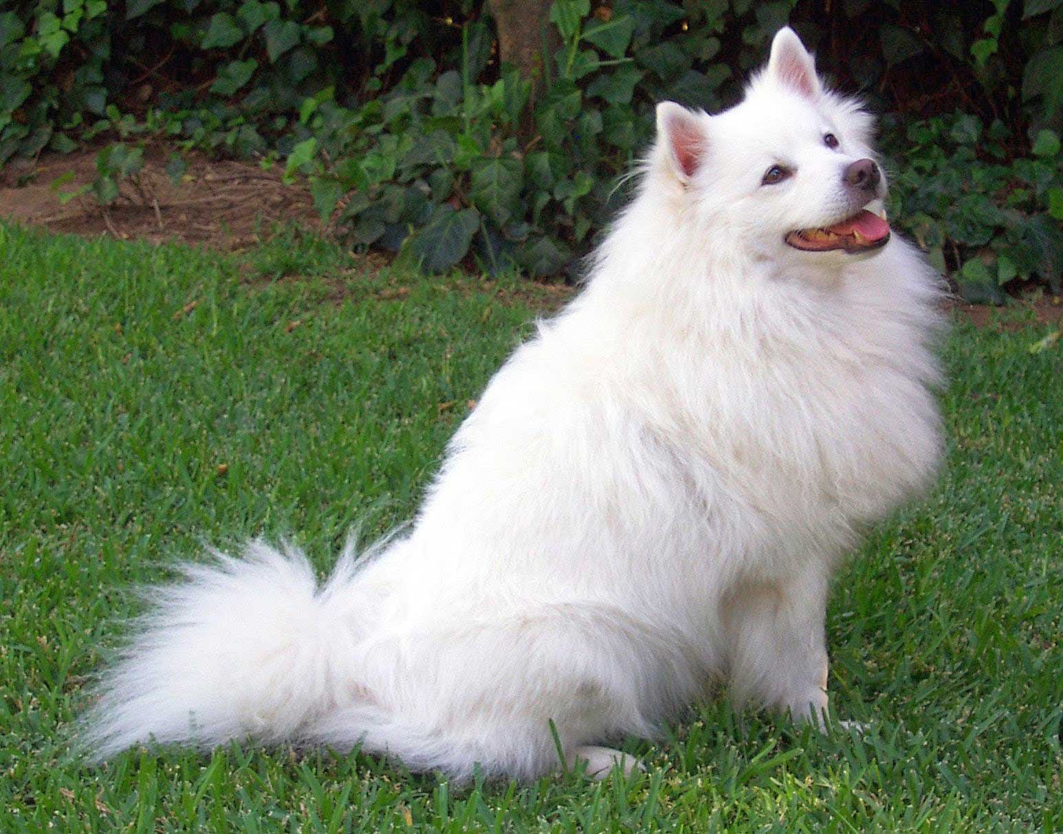 Anjing Pom Thegorbalsla