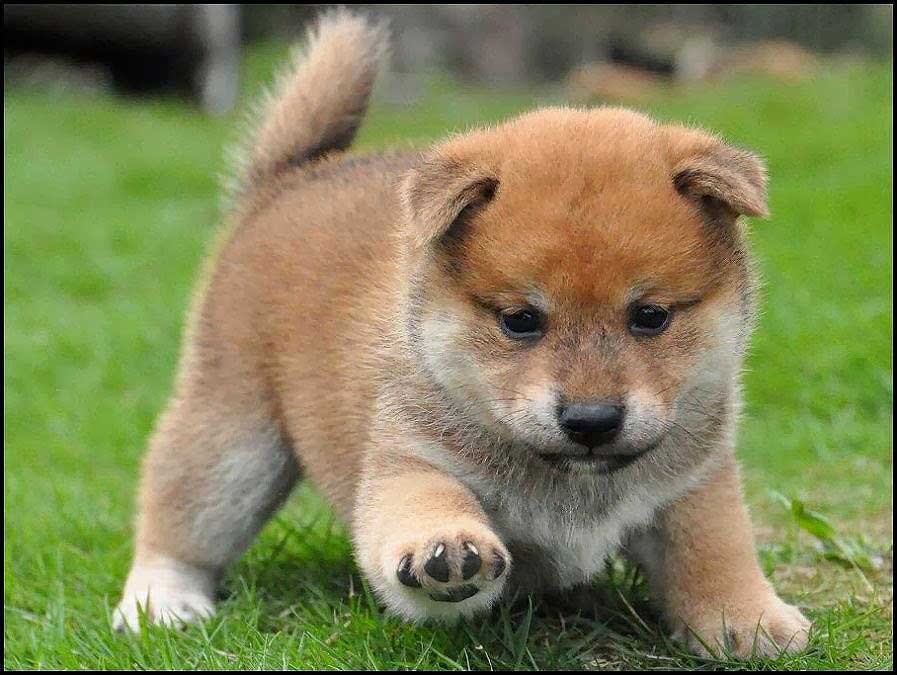 Anjing-Shiba-Inu - Thegorbalsla