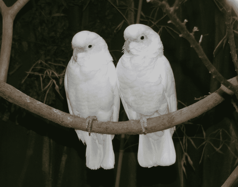 Burung Kakak Tua - Thegorbalsla