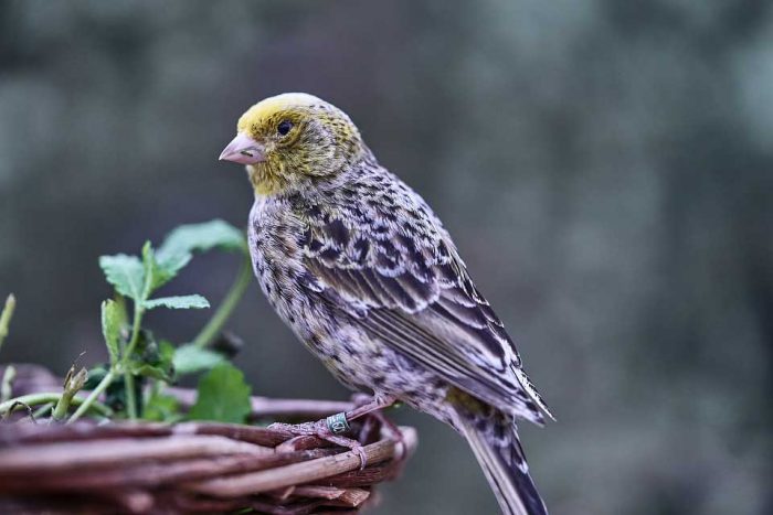 Burung Unik 35 Hewan Peliharaan yang Unik Lucu dan Mudah Dipelihara