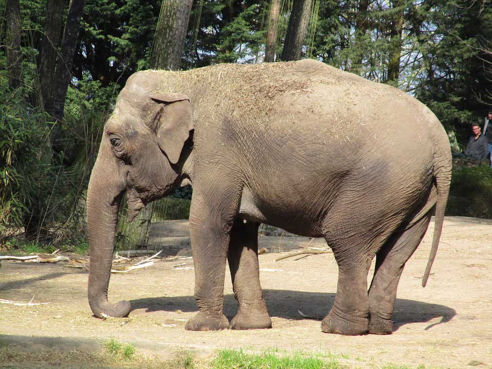 Gajah - Thegorbalsla