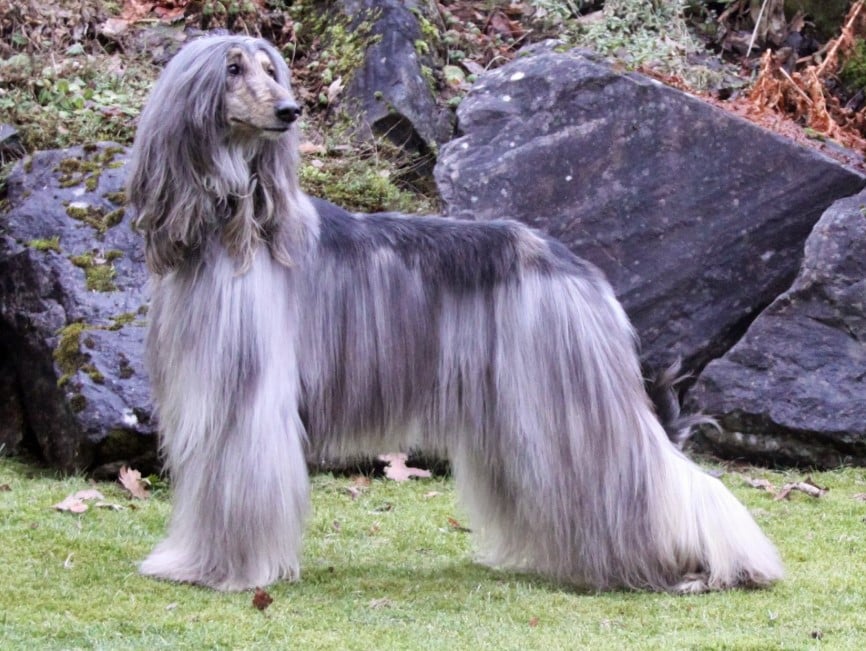 Anjing Afghan Hound Thegorbalsla