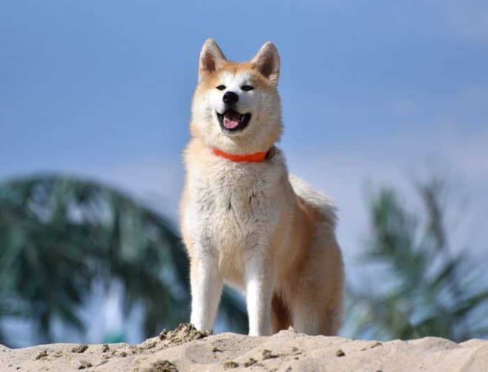  Hewan merupakan salah satu makhluk hidup yang banyak dipelihara oleh manusia selain kucin 20 Anjing Termahal di Dunia, Mana yang Paling Comel ?