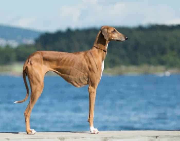  Hewan merupakan salah satu makhluk hidup yang banyak dipelihara oleh manusia selain kucin 20 Anjing Termahal di Dunia, Mana yang Paling Comel ?