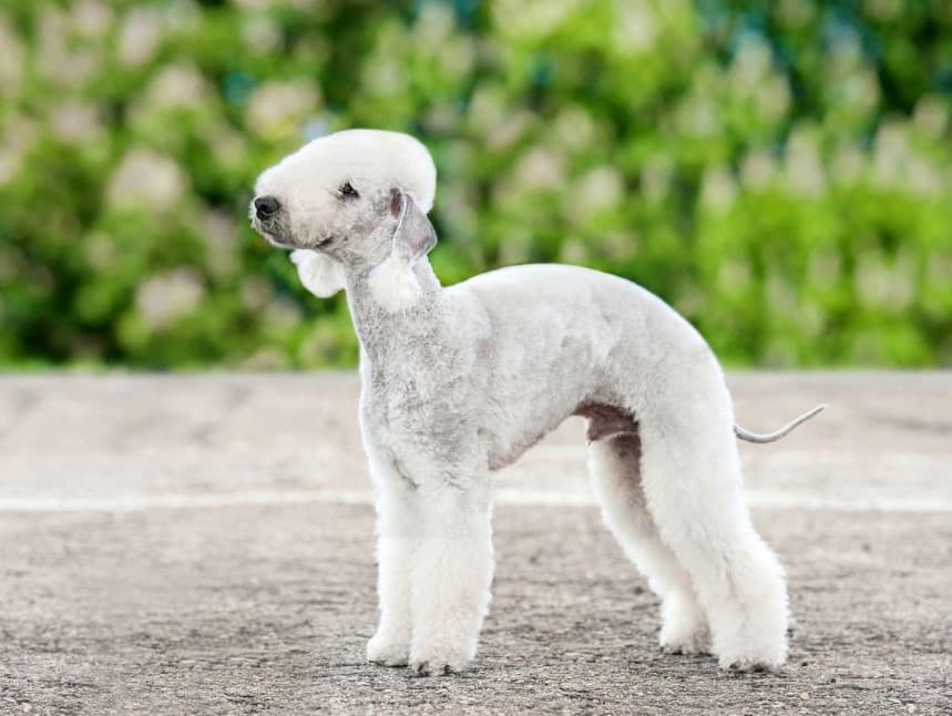 Anjing Bedlington Terrier Thegorbalsla