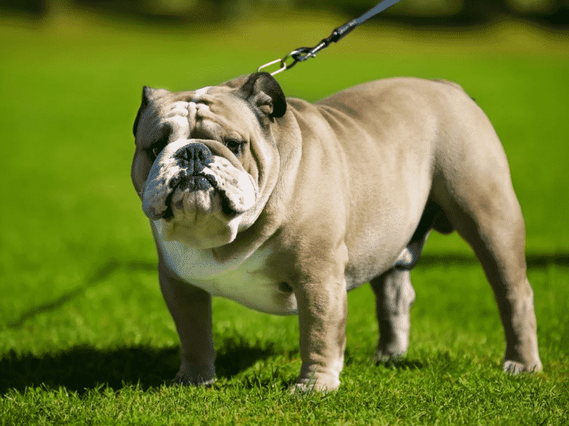  ANJING BULLDOG  Cara Merawat Pakan Harga Jual Lengkap 